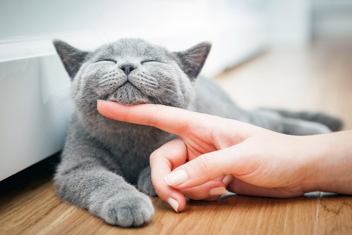 A cat purring with eyes closed