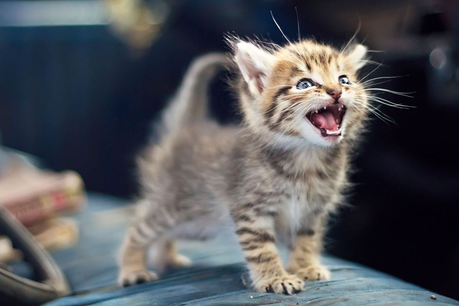 A kitten opening its mouth to meow