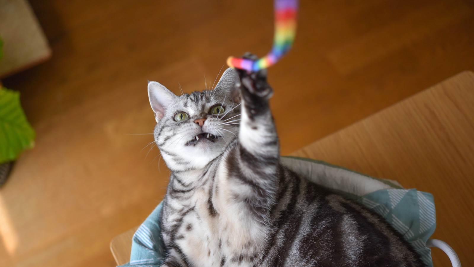 A high-energy cat ready to play
