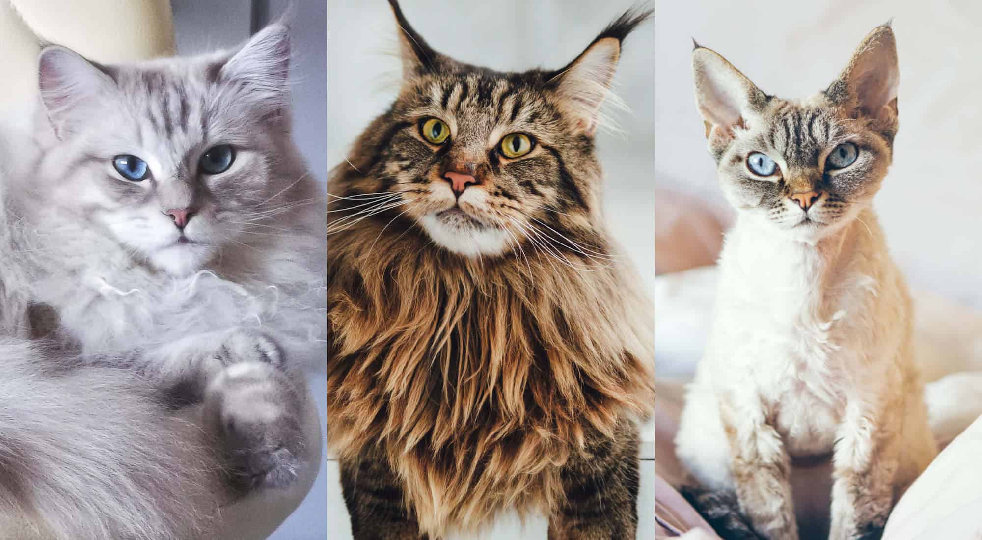 A collection of popular cat breeds