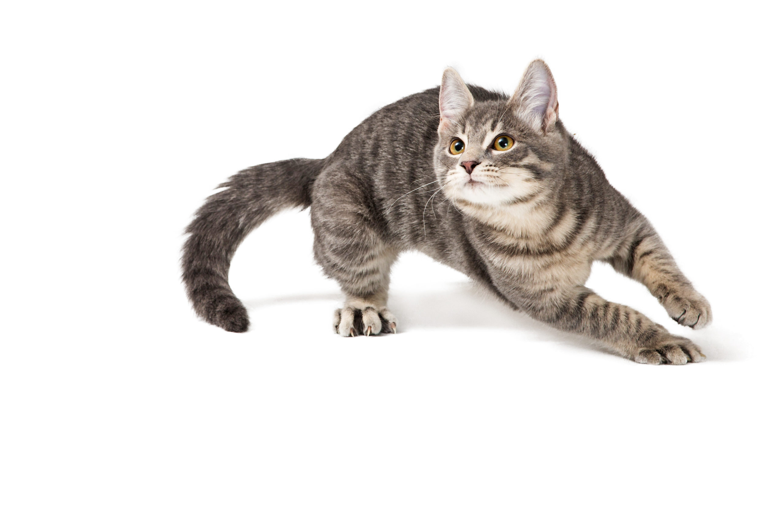 A cat sprinting across the floor with the zoomies