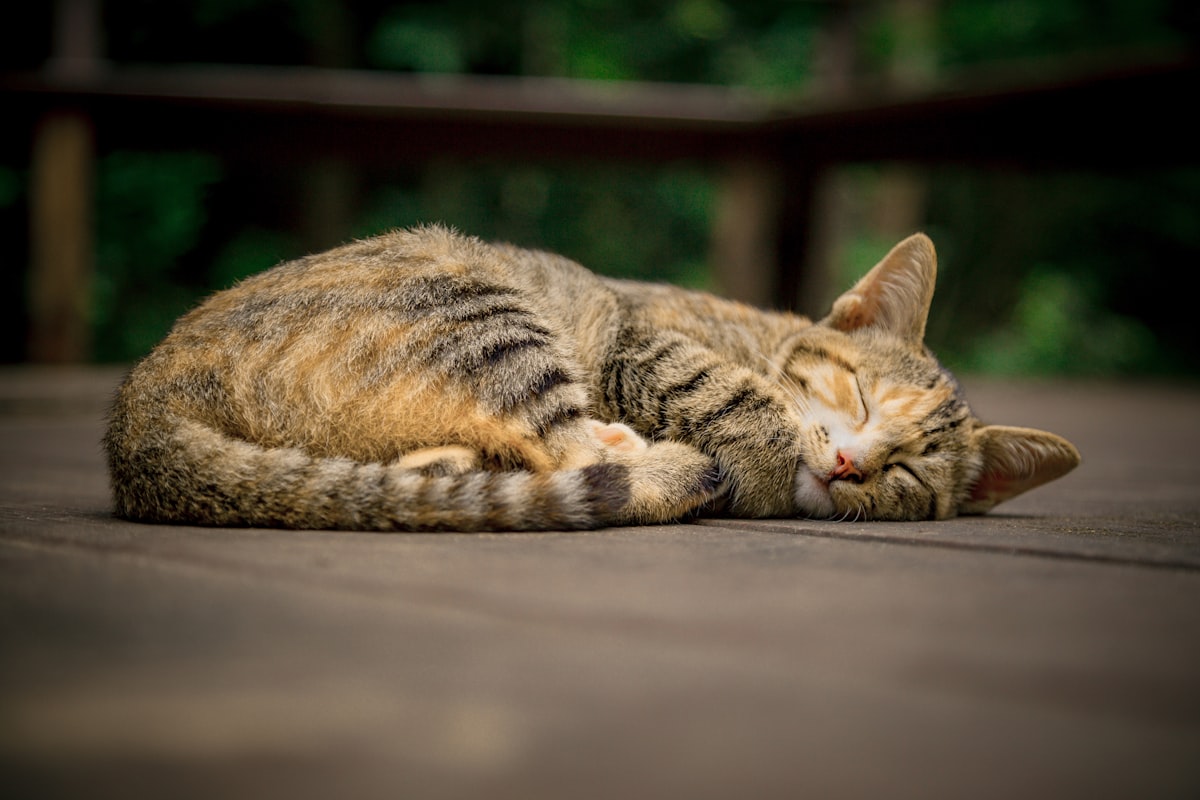 A cat sleeping on the floor