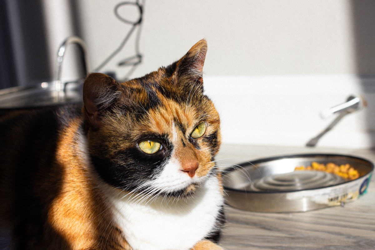 A calico cat sitting by an empty food bowl