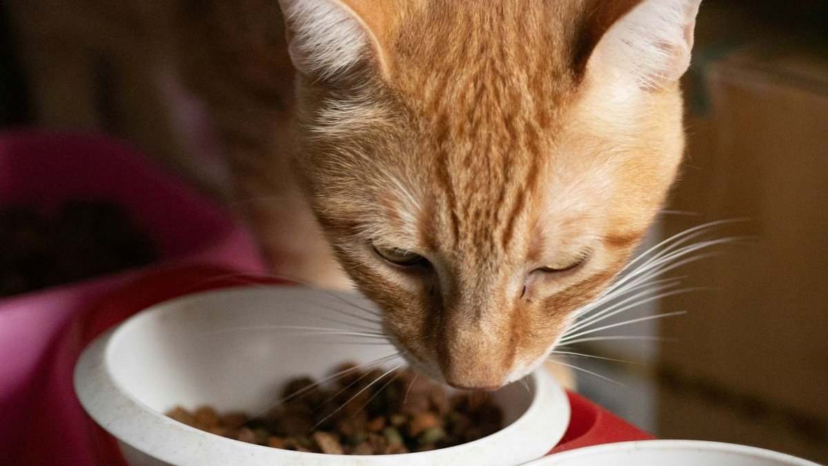 An orange cat eating dry food from a bowl