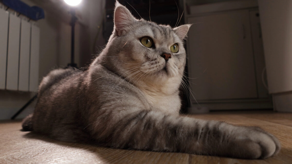 A cat grooming itself, the cause of hairballs