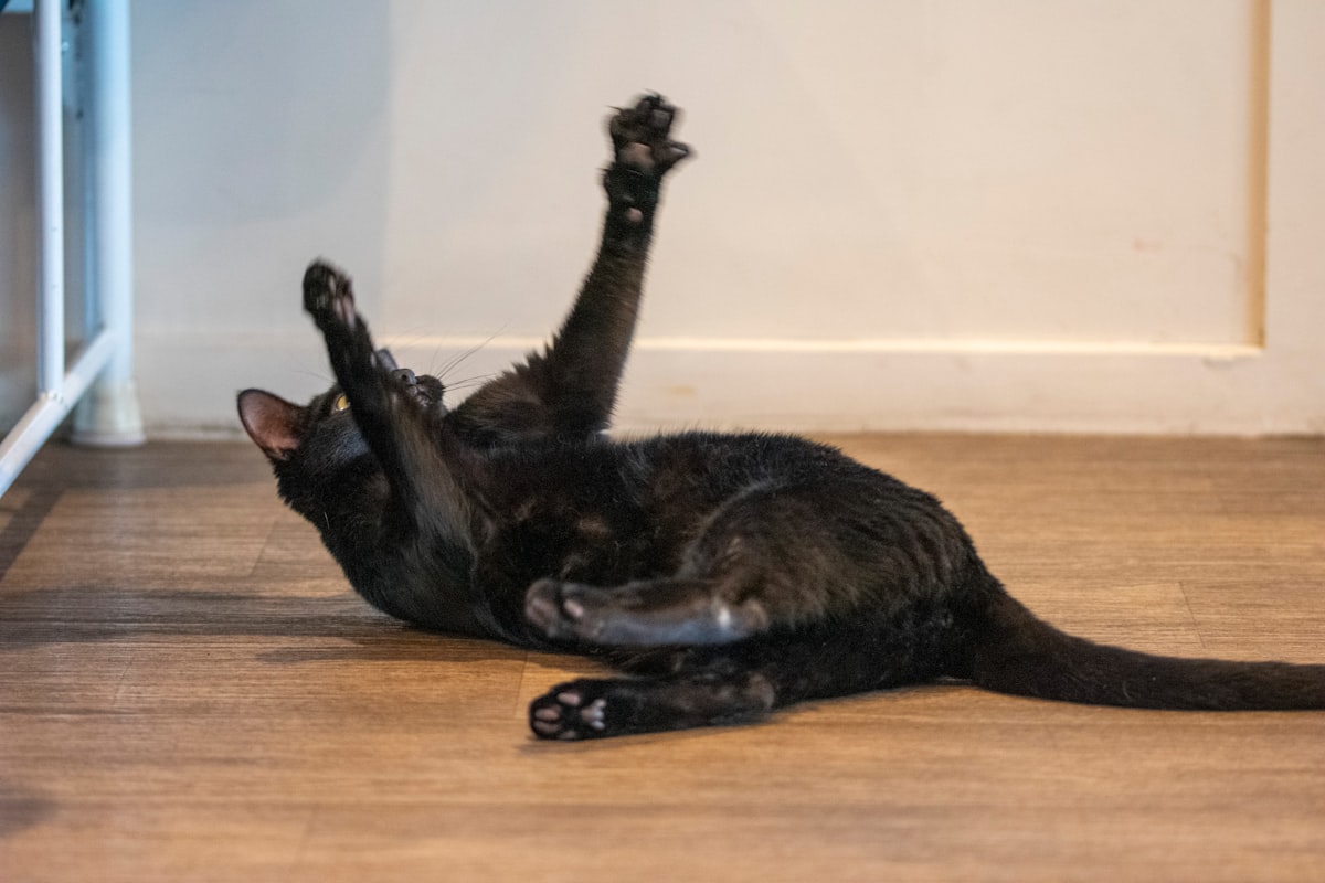 A playful black cat rolling on the floor