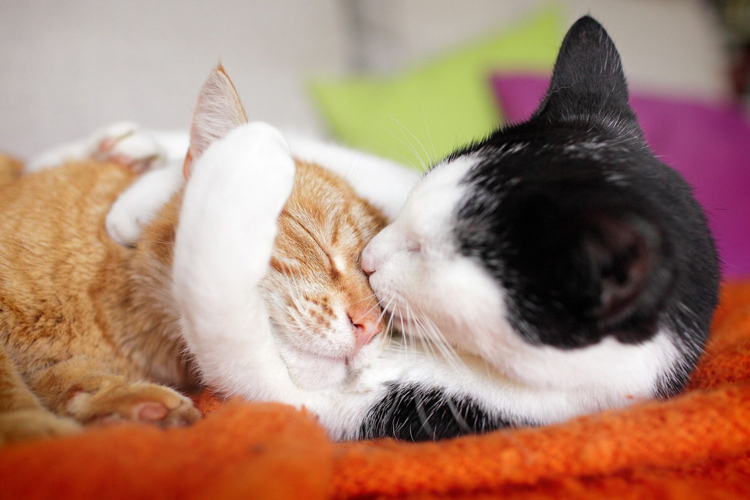Two cats showing affection