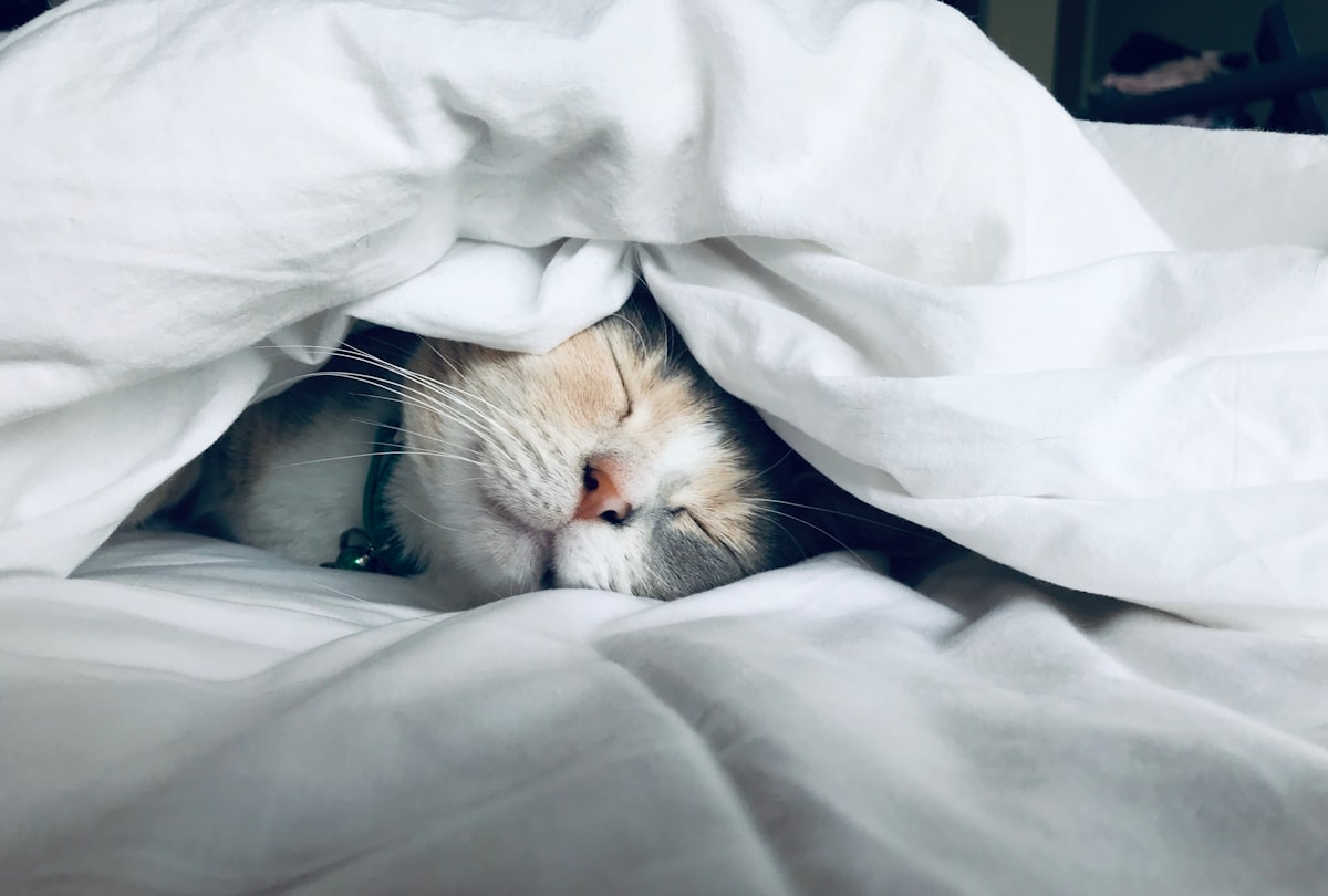 A white cat sleeping peacefully under a comforter