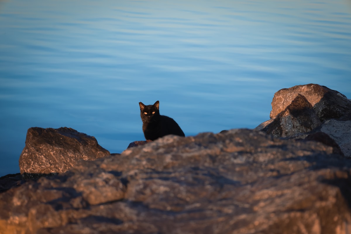 A black cat sitting on a rock near water