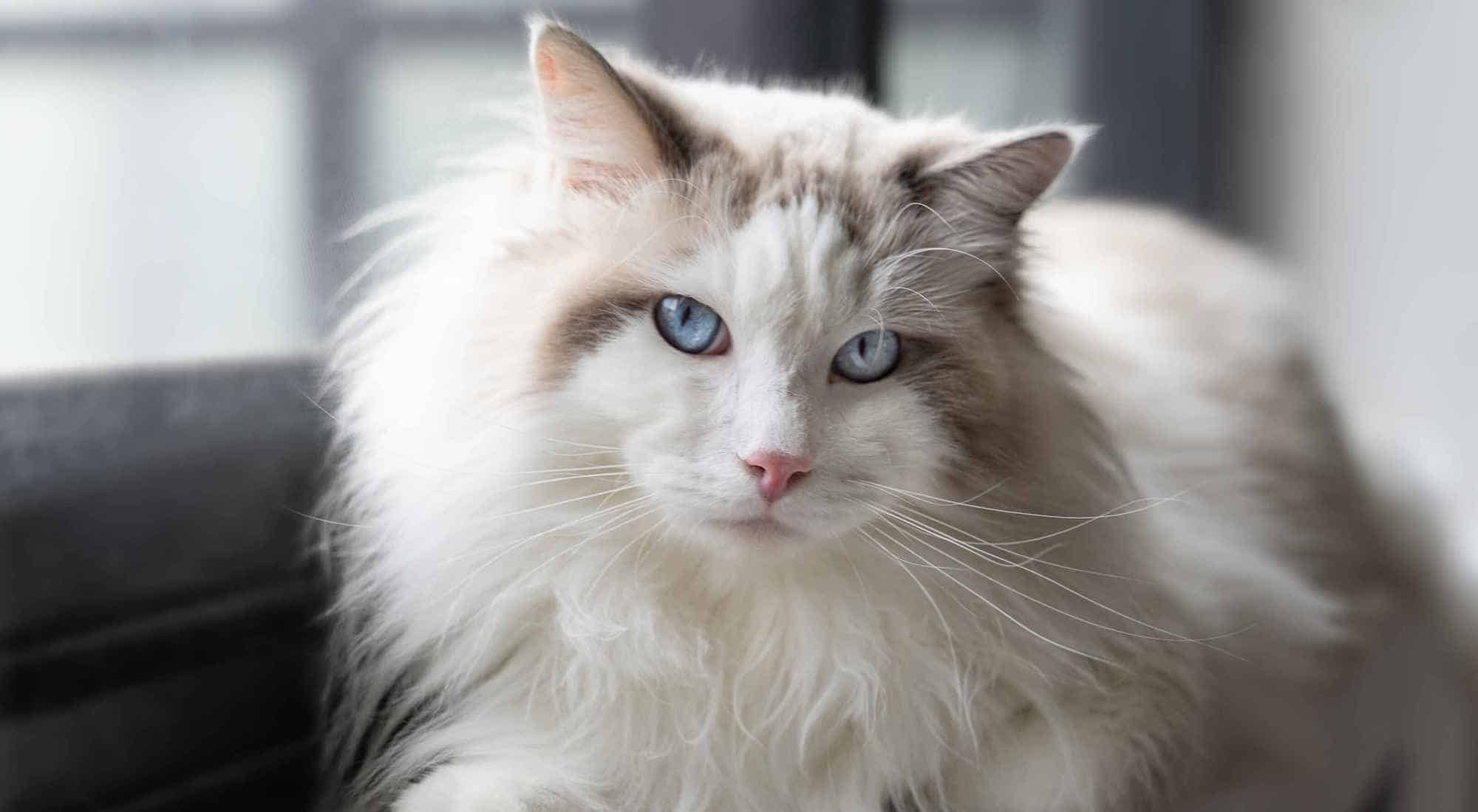A Ragdoll cat, one of the longer-lived pedigree breeds
