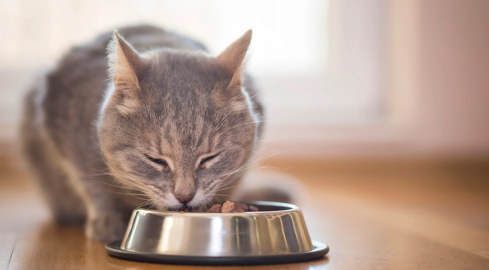 A cat enjoying cat food