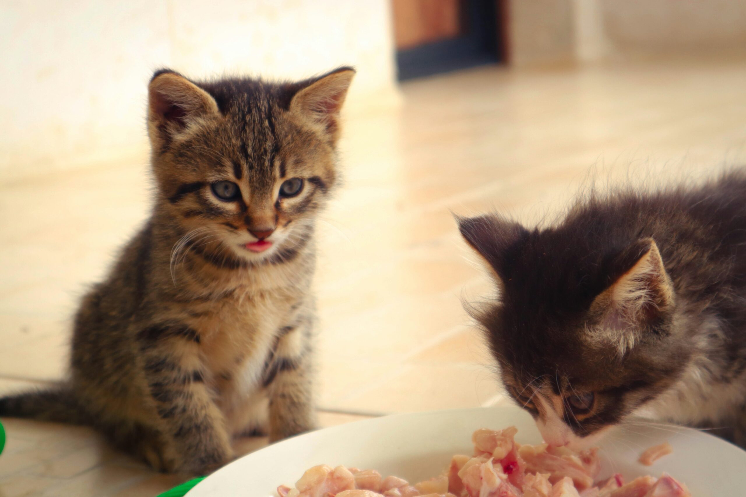 A cat eating from a food bowl