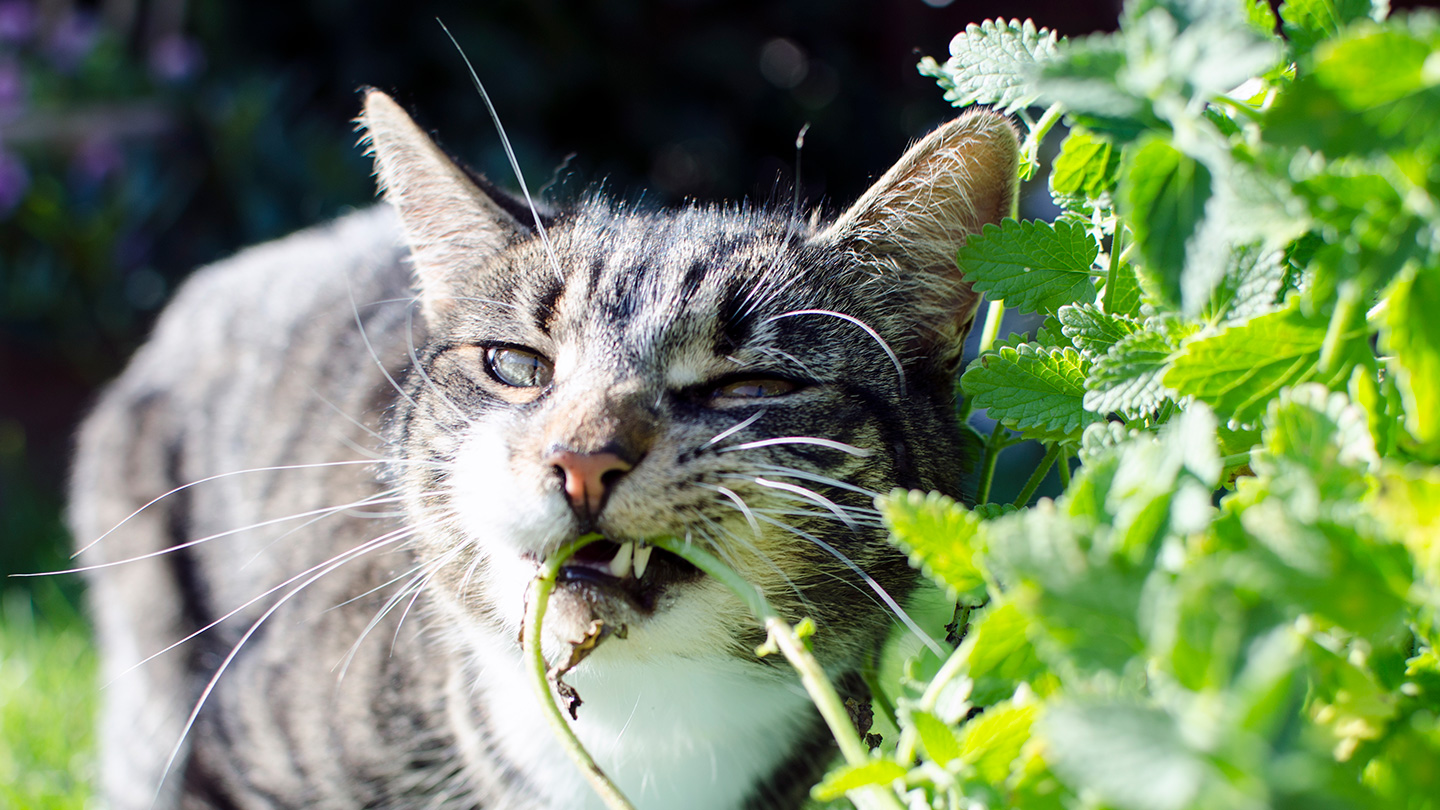 A cat surrounded by catnip leaves